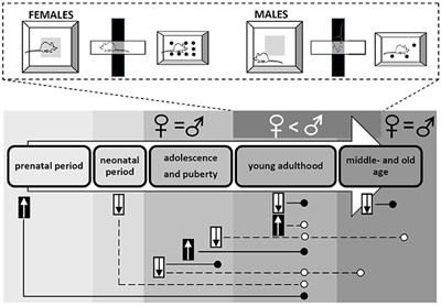 On the Role of Testosterone in Anxiety-Like Behavior Across Life in Experimental Rodents